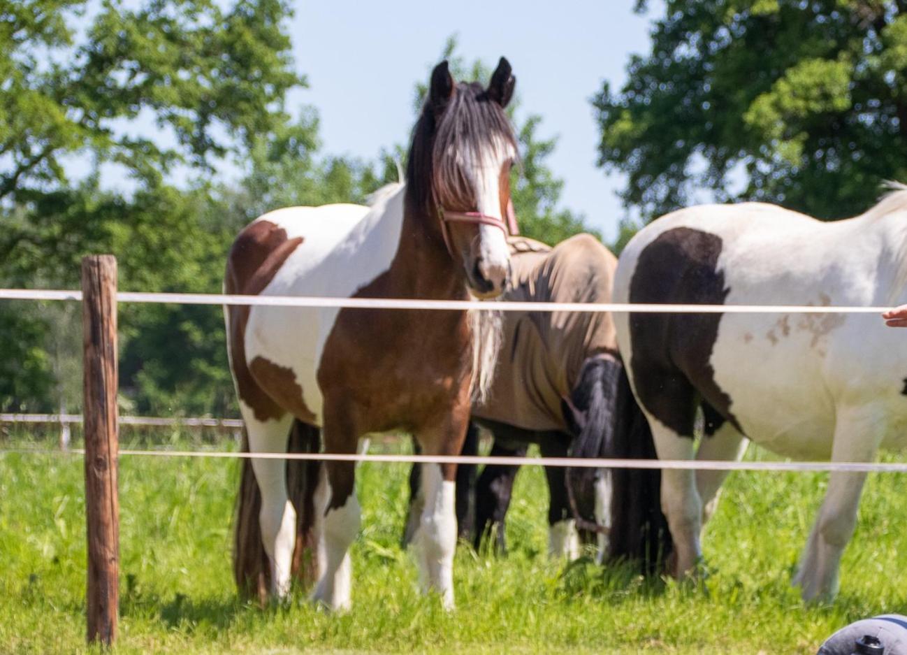 Magnolia Hoeve - Unieke Bestemming Voor Paardenliefhebbers En Bijzondere Overnachtingen In De Natuur Ledeacker 外观 照片