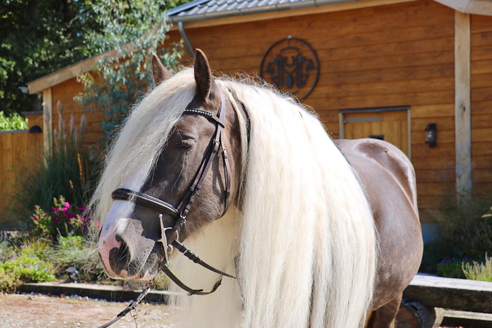 Magnolia Hoeve - Unieke Bestemming Voor Paardenliefhebbers En Bijzondere Overnachtingen In De Natuur Ledeacker 外观 照片