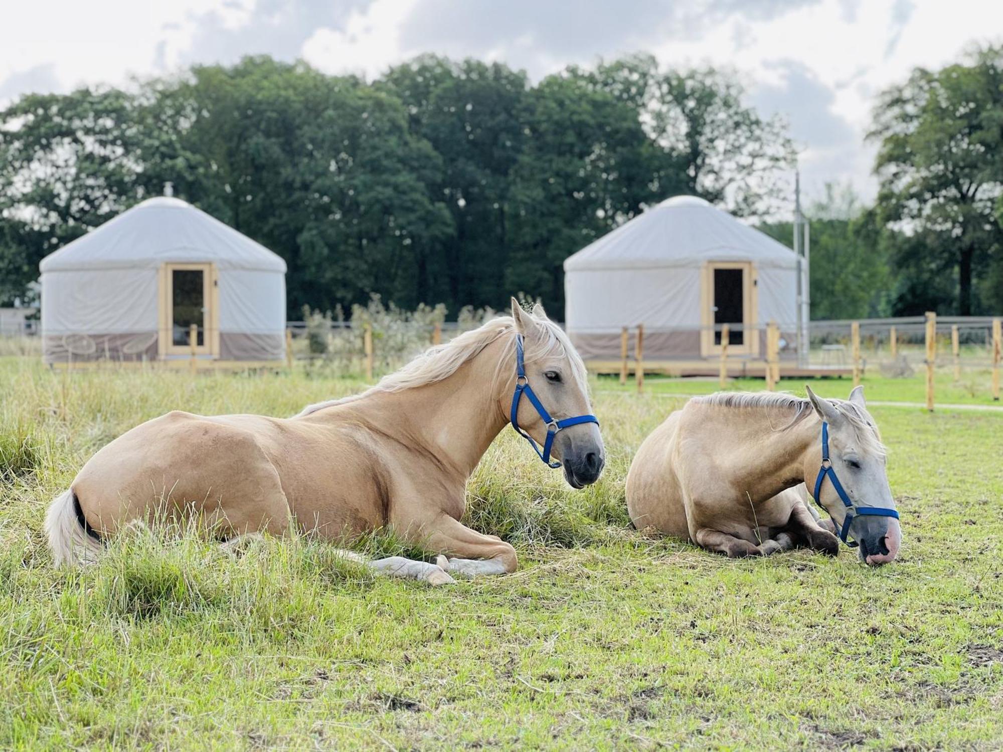 Magnolia Hoeve - Unieke Bestemming Voor Paardenliefhebbers En Bijzondere Overnachtingen In De Natuur Ledeacker 外观 照片