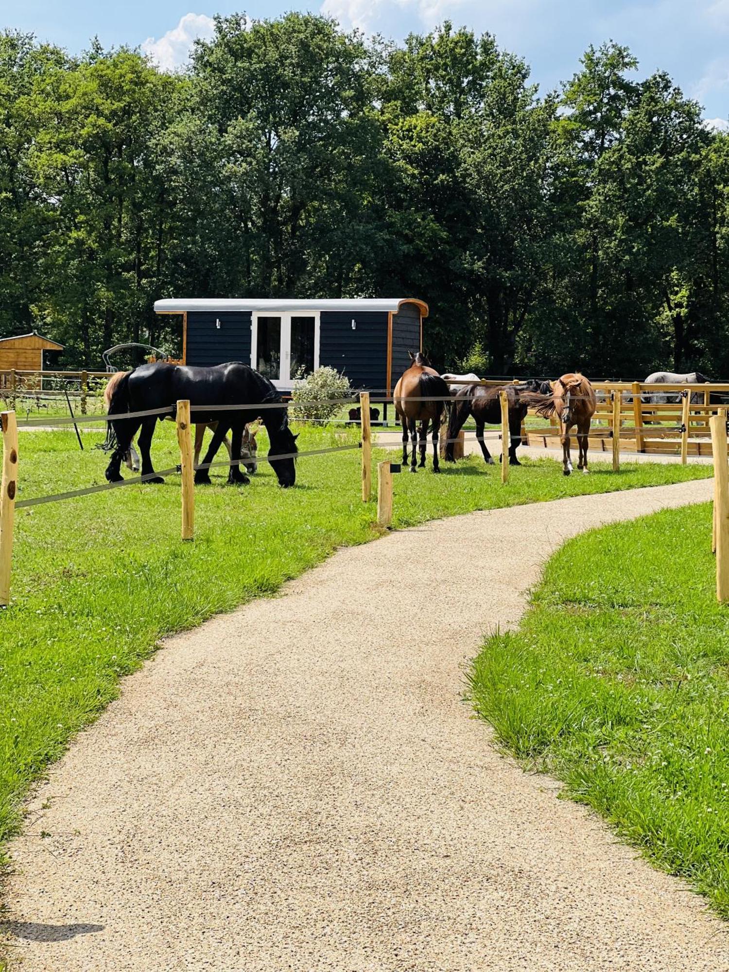 Magnolia Hoeve - Unieke Bestemming Voor Paardenliefhebbers En Bijzondere Overnachtingen In De Natuur Ledeacker 外观 照片