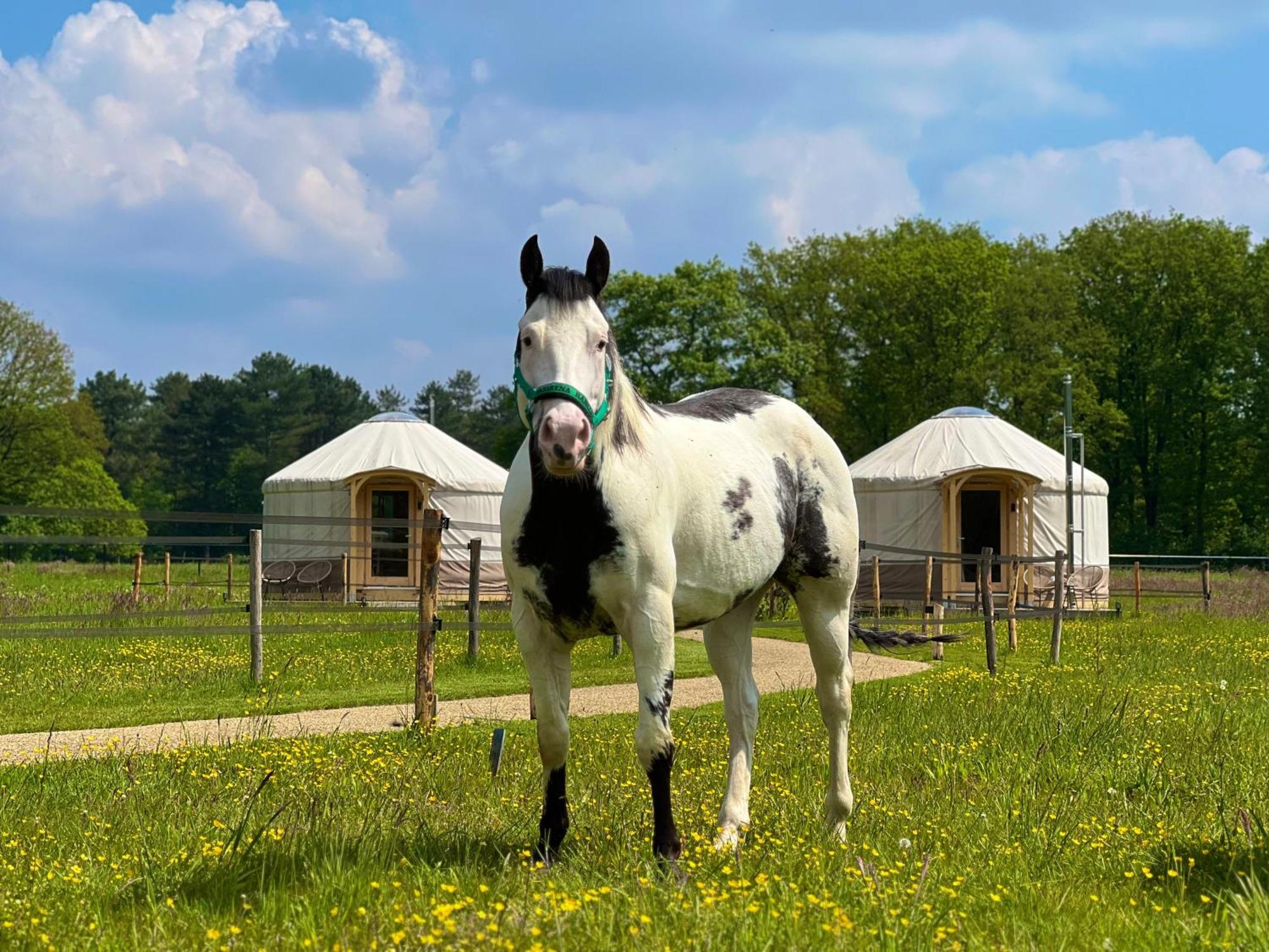 Magnolia Hoeve - Unieke Bestemming Voor Paardenliefhebbers En Bijzondere Overnachtingen In De Natuur Ledeacker 外观 照片