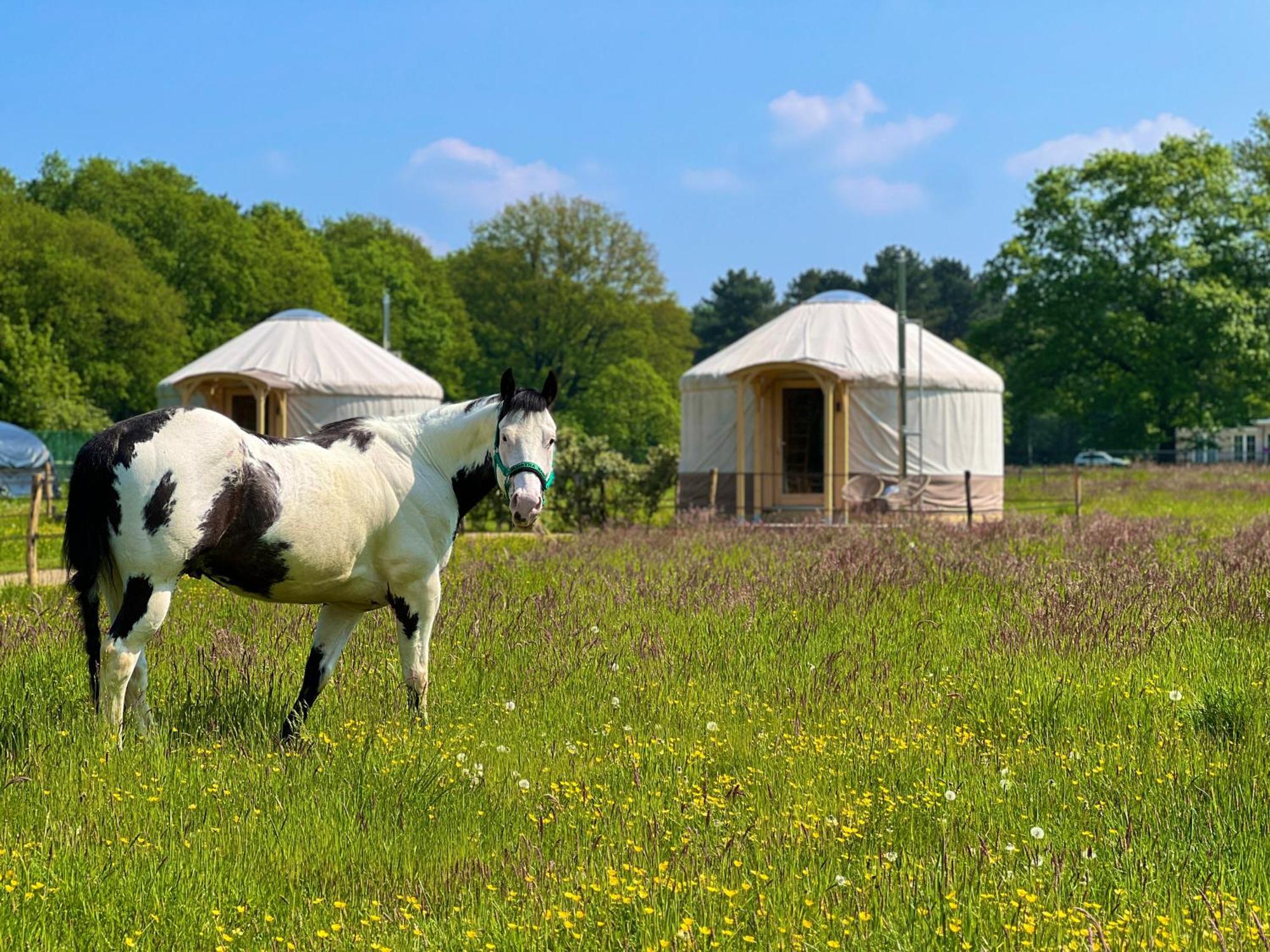 Magnolia Hoeve - Unieke Bestemming Voor Paardenliefhebbers En Bijzondere Overnachtingen In De Natuur Ledeacker 外观 照片